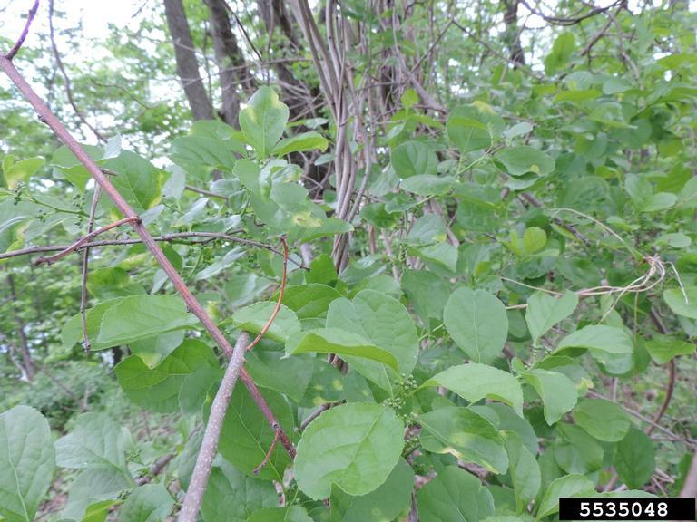 Invasives in Your Woodland Oriental Bittersweet University of